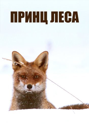 Фильм Принц леса 2020