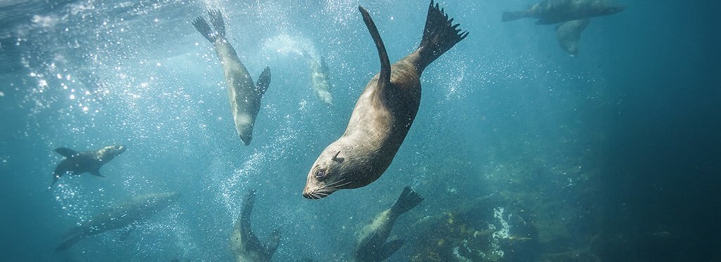 Постер сериала Симбиоз в дикой природе