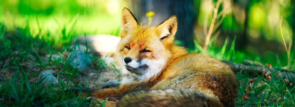 Постер фильма Беловежская Пуща