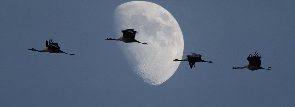 Movie poster From the Sky