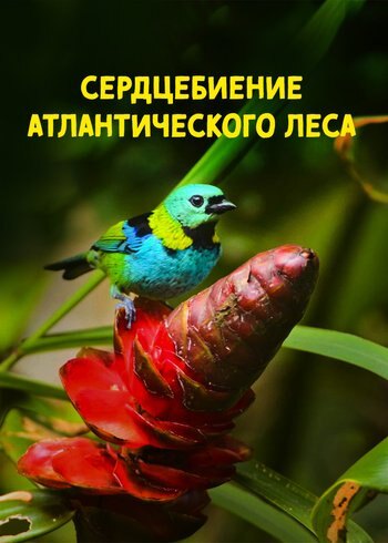 Фильм Сердцебиение атлантического леса 2015