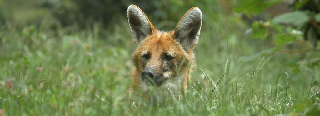 Постер сериала Дикие собаки