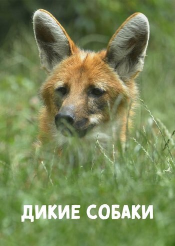 Сериал Дикие собаки 2022