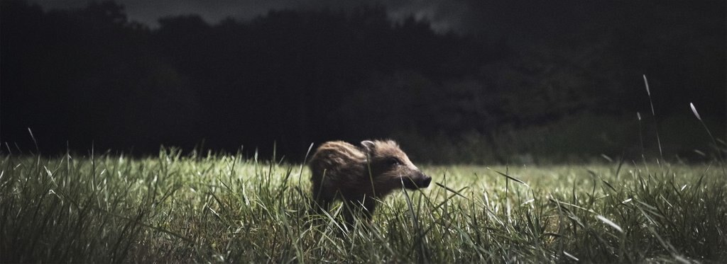 Movie poster Animals at Night