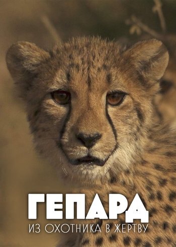 Фильм Гепард. Из охотника в жертву 2016