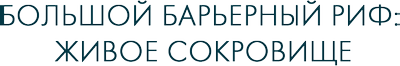 Большой Барьерный риф: живое сокровище