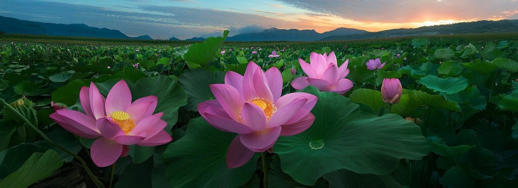 Series poster The Journey of Chinese Plants