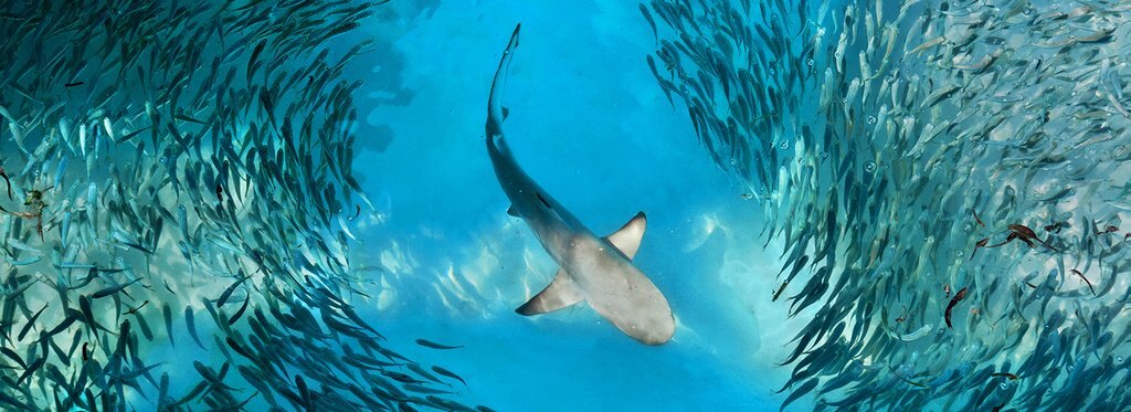 Series poster Genius Sea Hunters