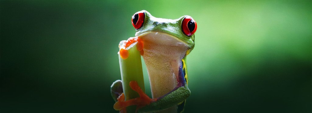 Series poster Планета джунглей