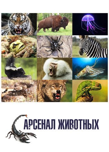 Series Animal armory 2016