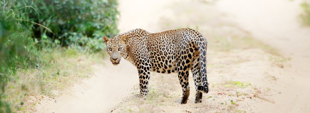 Постер фильма Дикая Шри-Ланка: царство леопардов