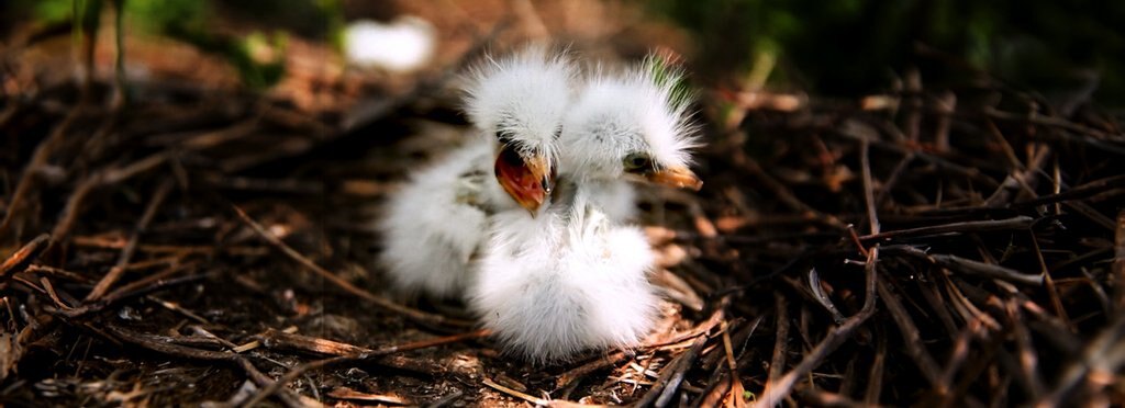 Постер фильма В гнезде и за его пределами