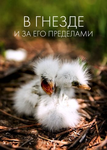 Movie Nest and Beyond 2019