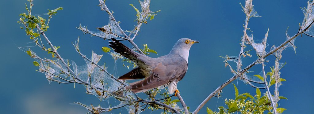 Постер фильма Возвращение птиц озера