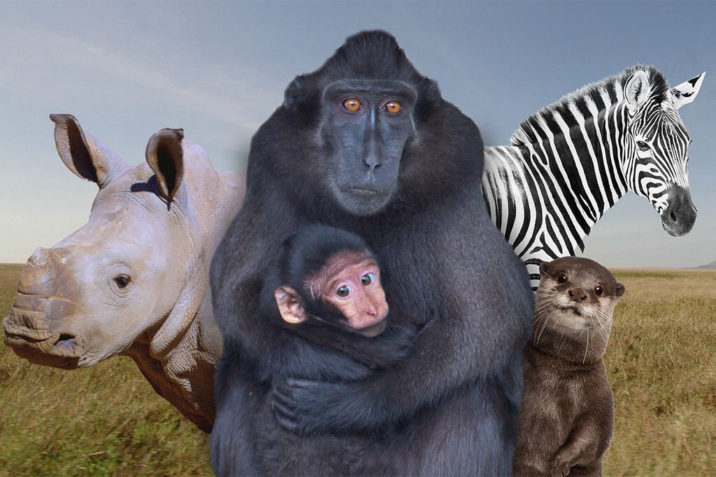 Series poster Baby Animals