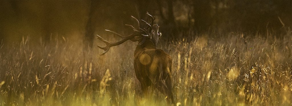 Постер фильма Олень — король леса