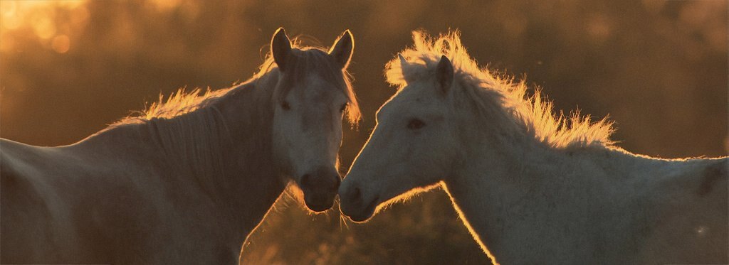 Постер фильма Дикие лошади Франции