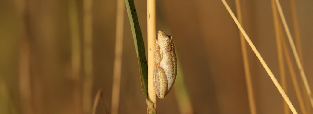 Постер фильма Тайная природа Гвинеи-Бисау