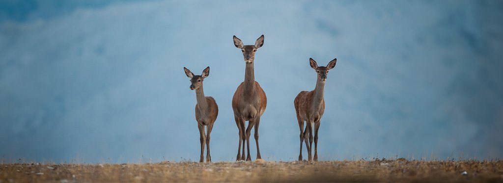 Movie poster Дехеса