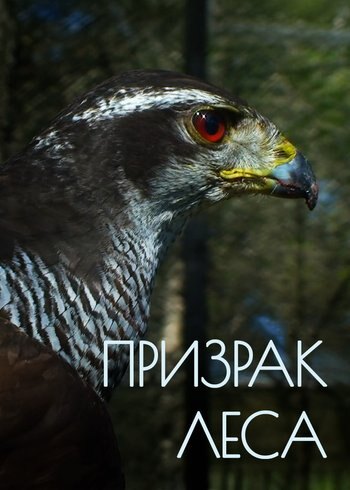 Фильм Призрак леса 2013