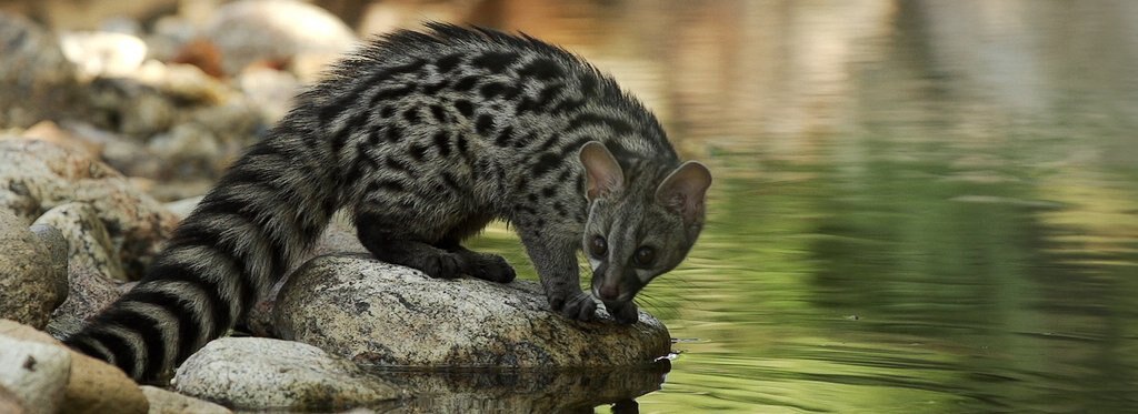 Постер фильма Рассказ генетты