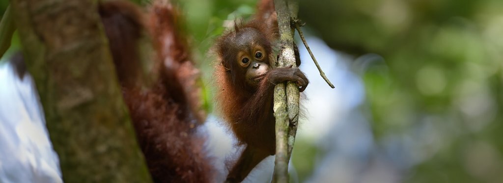 Постер фильма Дикий Борнео