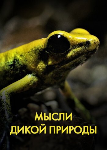 Сериал Мысли дикой природы 2023