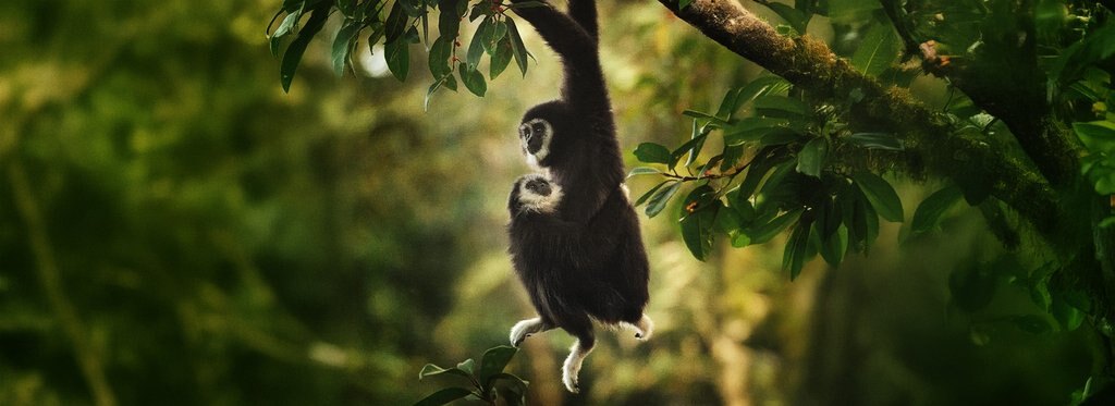 Постер сериала Гиббон — поющая обезьяна