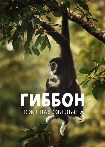 Series Gibbon, the Singing Ape 2017