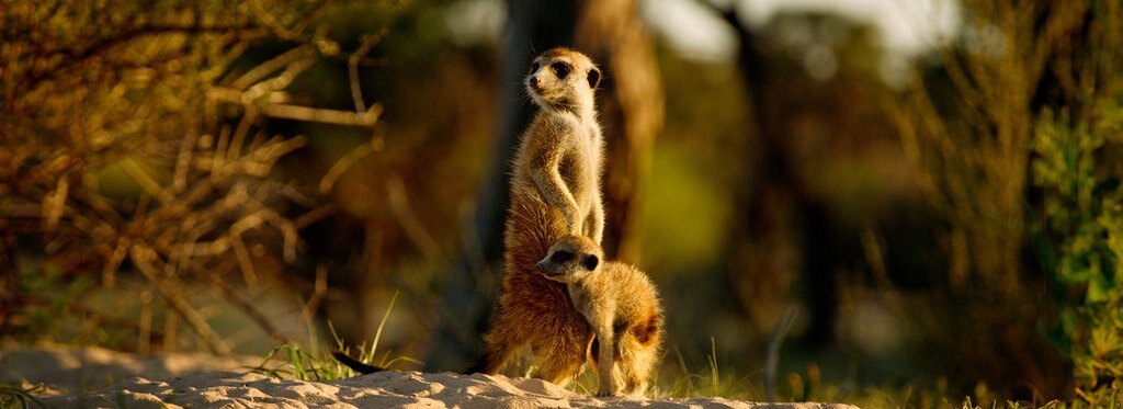 Series poster Kalahari, Land of Secrets Alliances