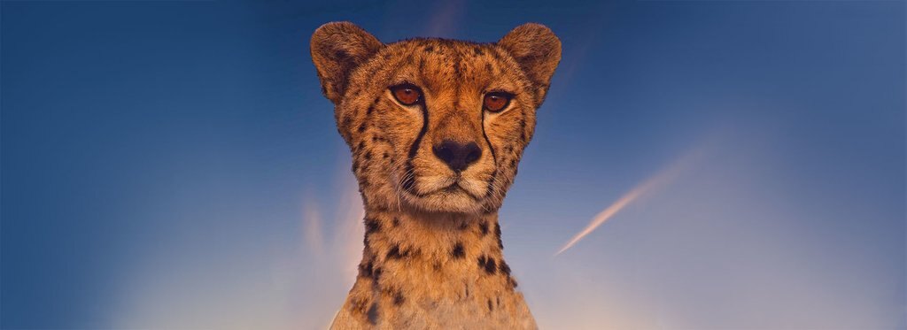 Постер сериала Африканские истории семьи гепардов