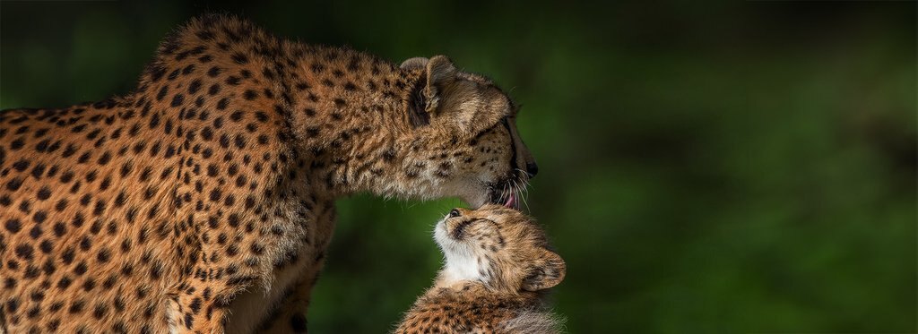 Постер сериала Символы дикой природы