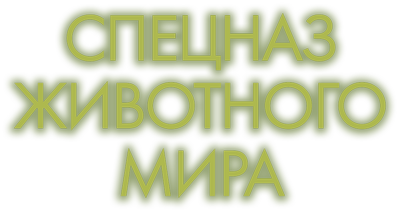 Спецназ животного мира