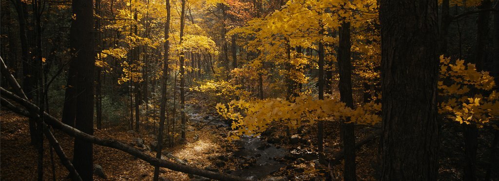 Постер фильма Чудеса дикой природы Новой Англии