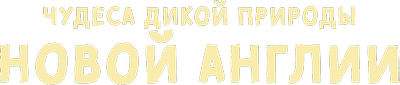 Чудеса дикой природы Новой Англии