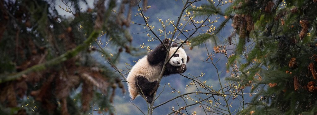 Movie poster Back to the Forest