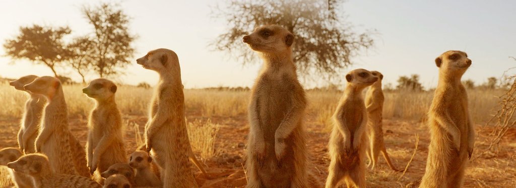 Movie poster Wild Namibia