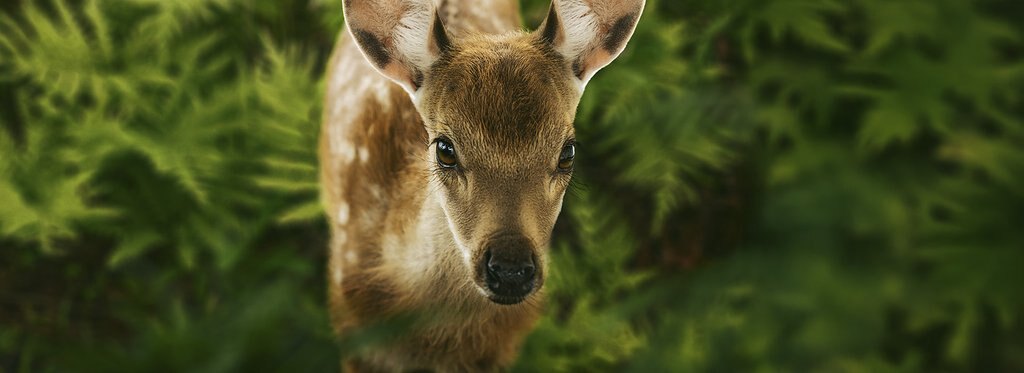 Movie poster Bambi: A Tale of Life in the Woods