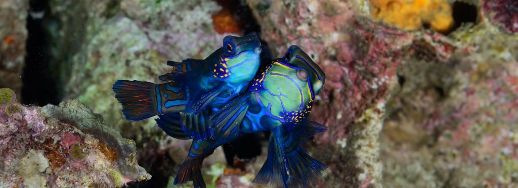 Постер сериала Странные создания моря Батангас