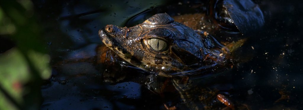 Постер фильма Кайман и проклятое болото