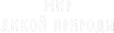 Мир дикой природы