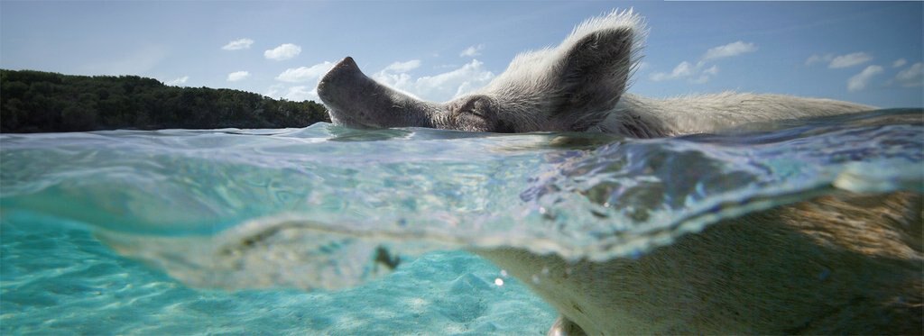 Постер фильма Поросячьи сказки