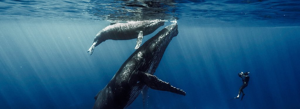 Movie poster Of Whales and Turtles. The return