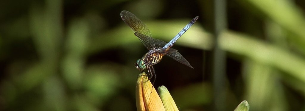 Постер сериала Суперспособности животных