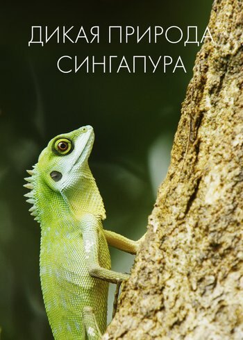Сериал Дикая природа Сингапура 2015