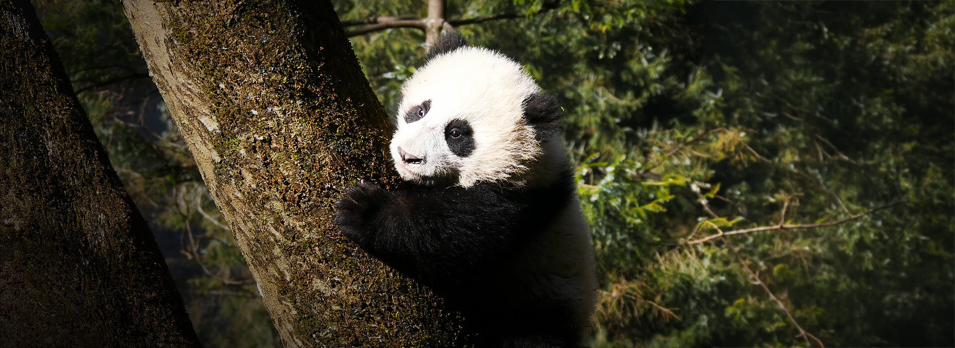 Series poster Panda Kingdom