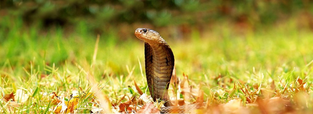 Movie poster Snakes, Secrets of Nature’s Deadliest Creatures