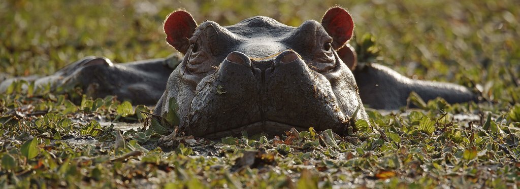 Movie poster Island of the Hippos