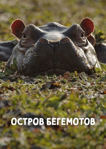 Фильм Остров бегемотов 2020