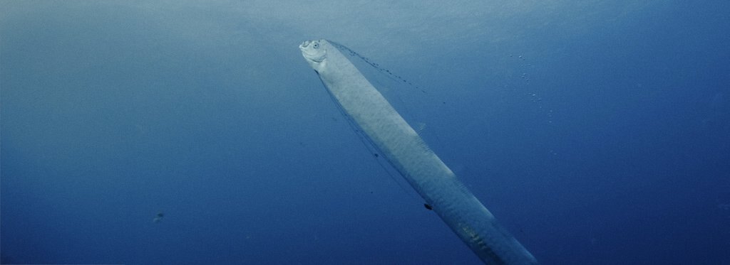 Постер фильма Гигантская морская змея